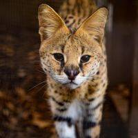 Serval Meet & Greet Participant Digital Voucher